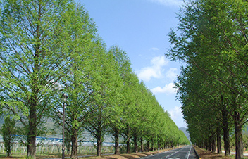 Metasequoia Namiki (Takashima)