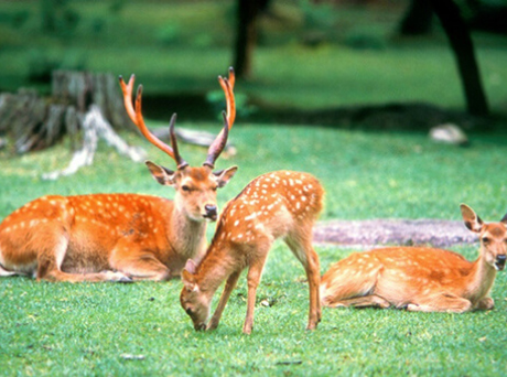 Nara Park