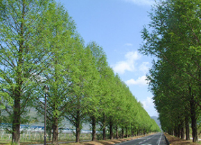 Metasequoia Namiki (Takashima)