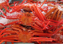 Red Snow Crab