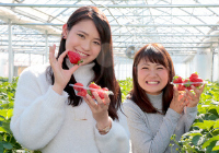 FRUIT / FRUIT PICKING